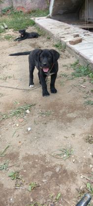 CANE CORSO BEBEKLER