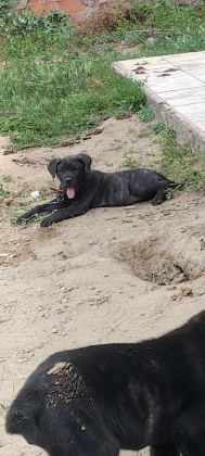 CANE CORSO BEBEKLER