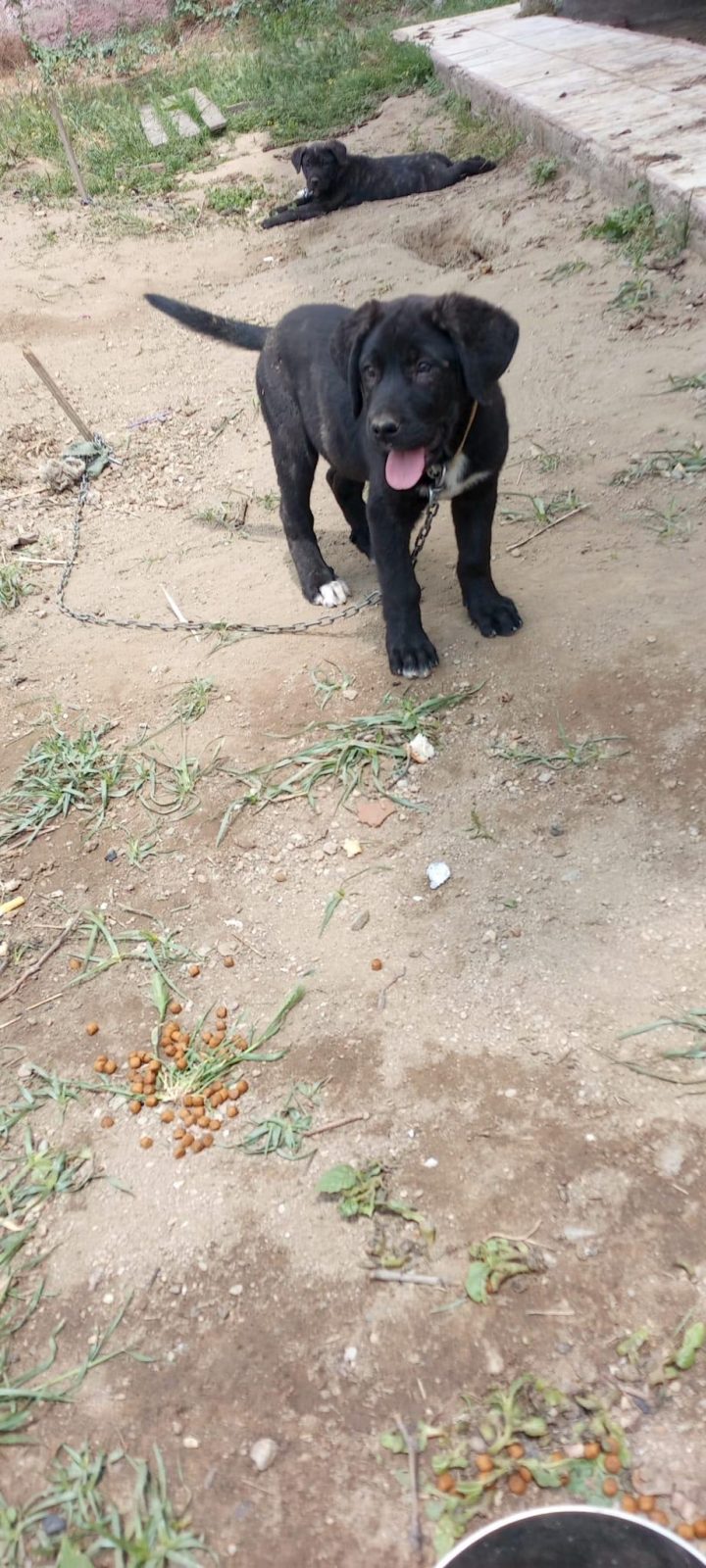 CANE CORSO BEBEKLER