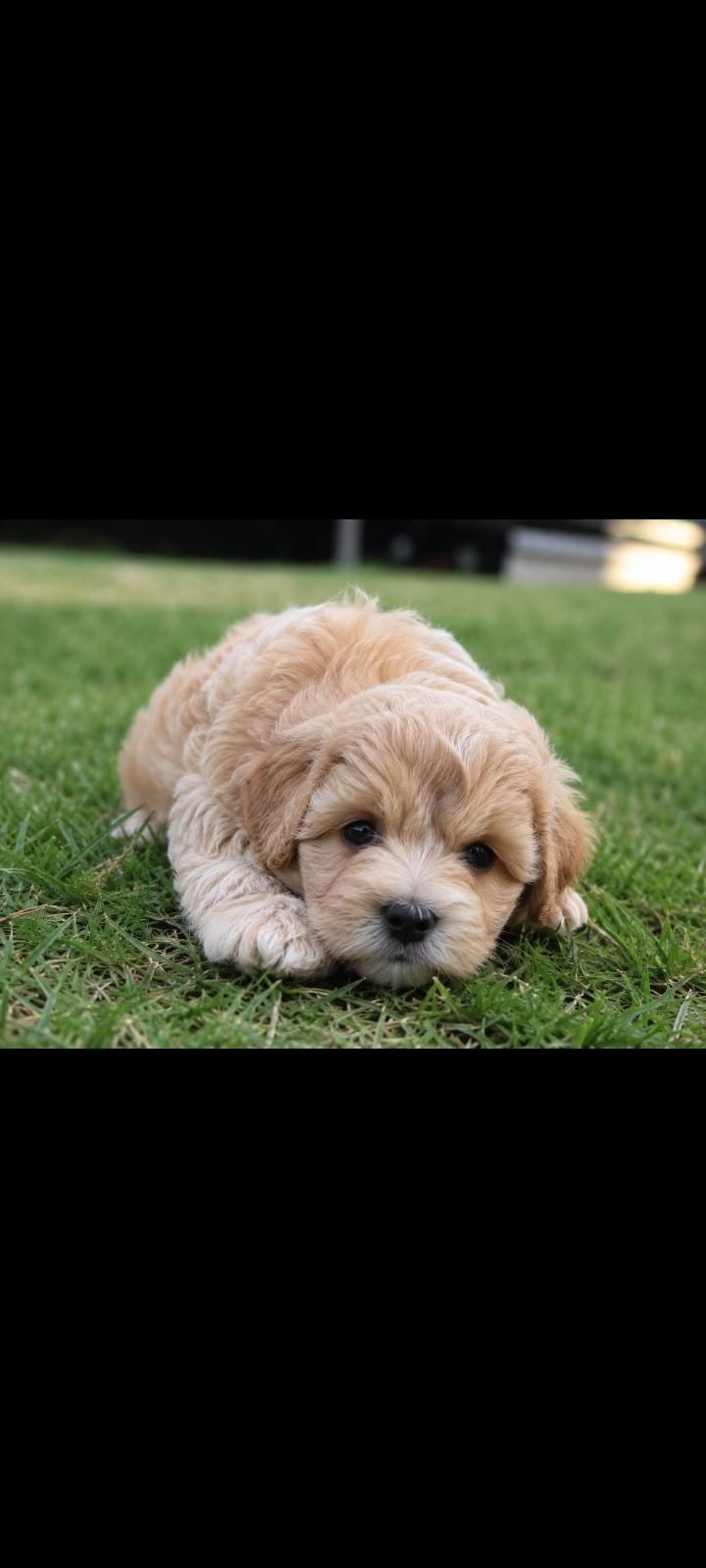 MALTİPOO YAVRULAR