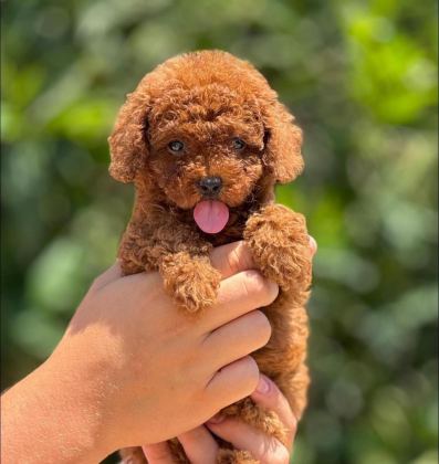 TOY POODLE RED BROWN KORE KAN