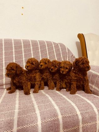 TOY POODLE RED BROWN KORE KAN