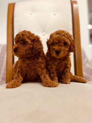 TOY POODLE RED BROWN KORE KAN
