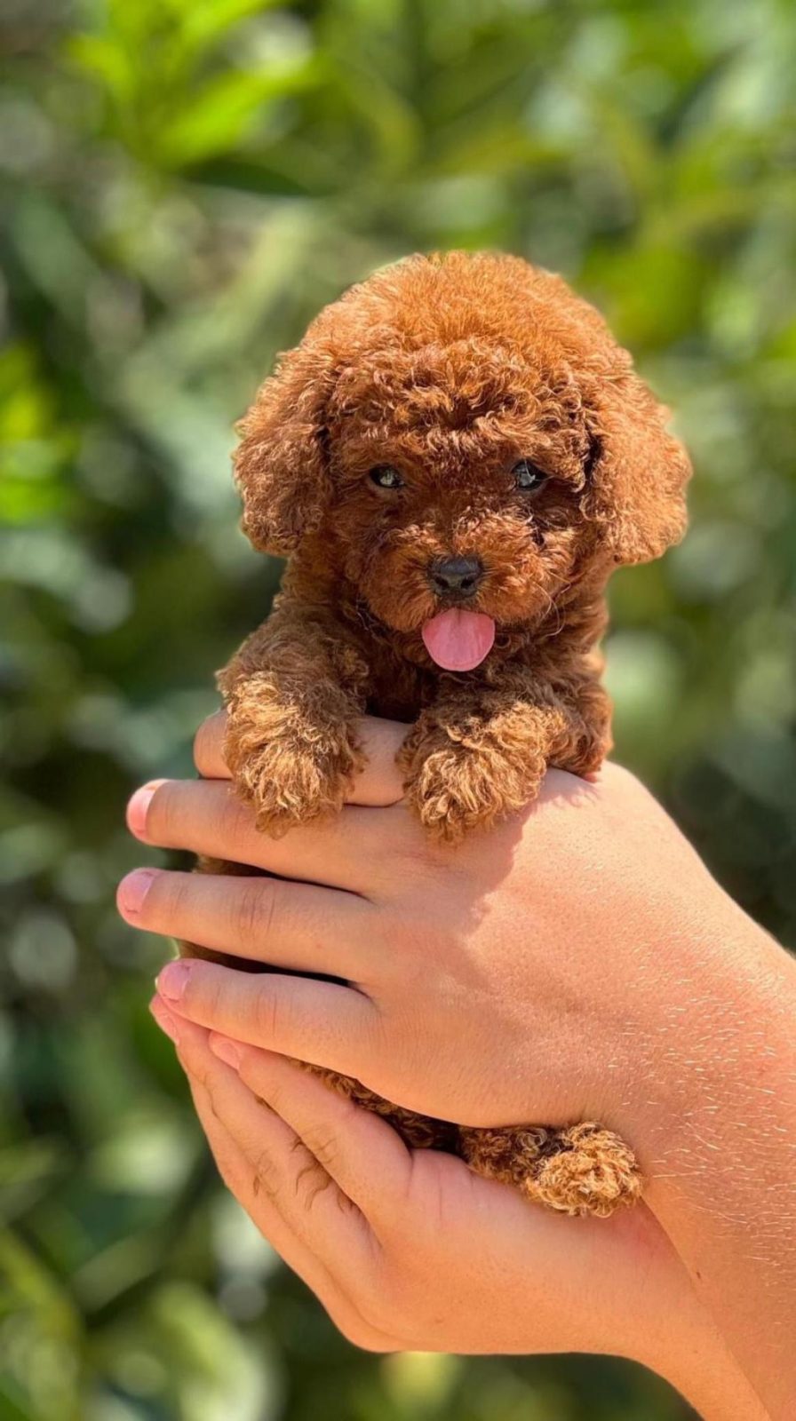 TOY POODLE RED BROWN KORE KAN