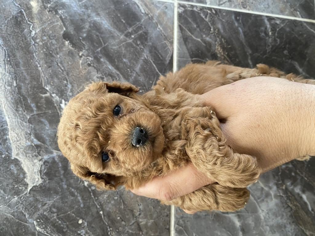 ORJİNAL MALTİPOO BEBEKLER