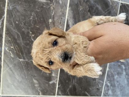 ORJİNAL MALTİPOO BEBEKLER