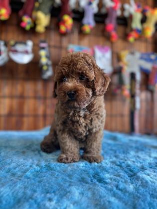 POFUDUK TOY POODLE BEBEKLER