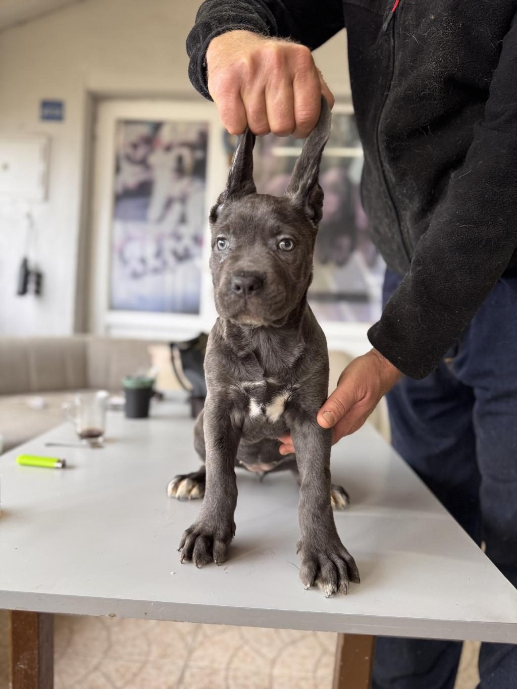 ANTİK MİRAS CANE CORSO YAVRUSU