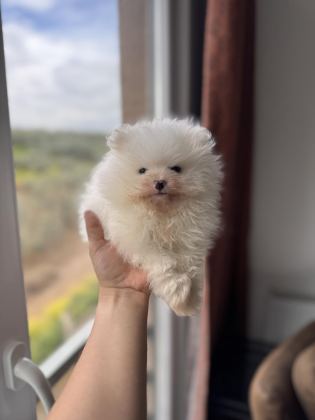 EN SAF HALİYLE POMERANİAN BOO