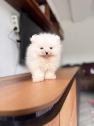 SAFKAN POMERANİAN BOO KARAKTERİNE BAYILACAKSINIZ
