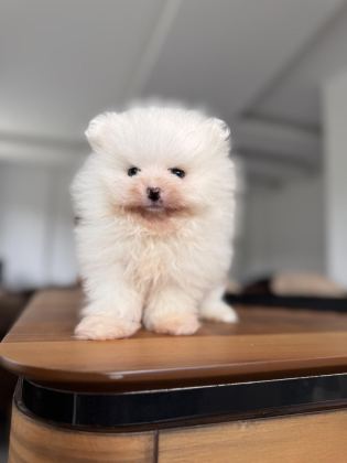 EN SAF HALİYLE POMERANİAN BOO
