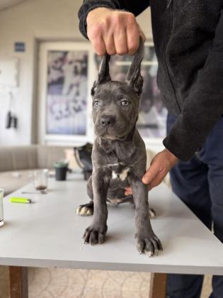 ANTİK MİRAS CANE CORSO YAVRUSU