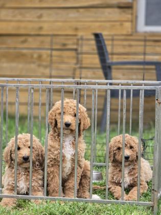 MUHTEŞEM DEV POODLE BEBEKLERİ
