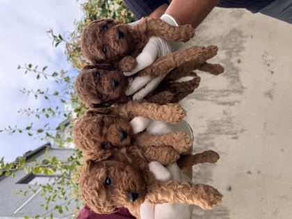 ANTİALERJİK ZEKİ OYUNCU TOY POODLE