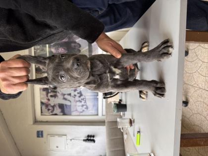 ANTİK MİRAS CANE CORSO YAVRUSU