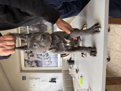 ANTİK MİRAS CANE CORSO YAVRUSU