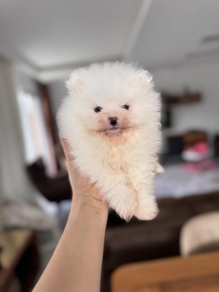 EN SAF HALİYLE POMERANİAN BOO