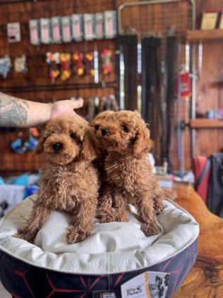 DEV KAMPANYA POODLE BEBEKLER