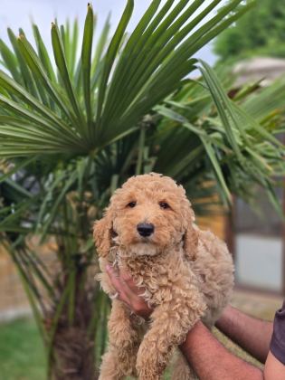 MUHTEŞEM DEV POODLE BEBEKLERİ