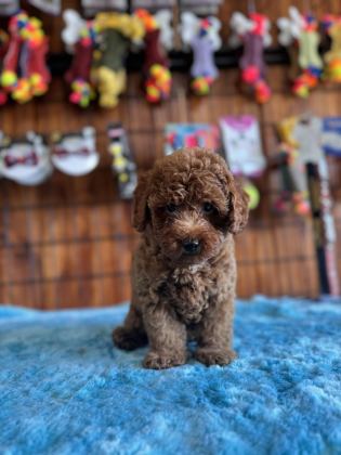 POFUDUK TOY POODLE BEBEKLER