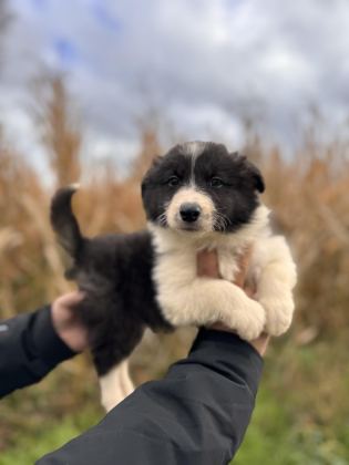 EN ZEKİ IRK BORDER COLLİE BEBEKLER