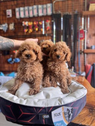 DEV KAMPANYA POODLE BEBEKLER