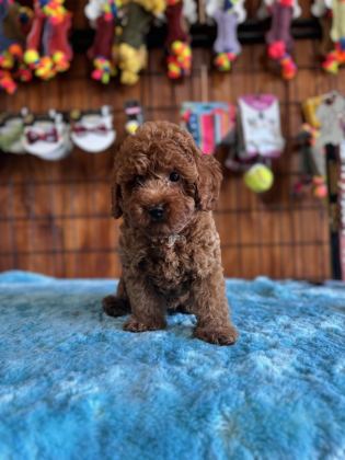 POFUDUK TOY POODLE BEBEKLER