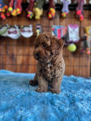 POFUDUK TOY POODLE BEBEKLER