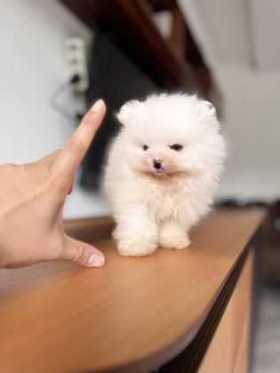 EN SAF HALİYLE POMERANİAN BOO