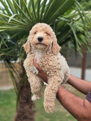 MUHTEŞEM DEV POODLE BEBEKLERİ