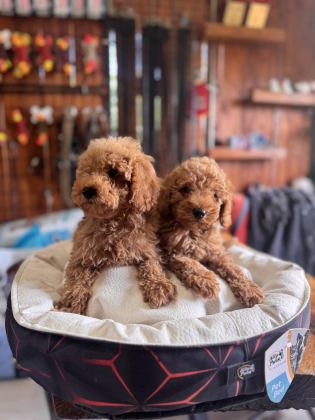 DEV KAMPANYA POODLE BEBEKLER