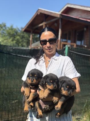 ROTTWEİLER FCI ŞECERELİ YAVRULAR