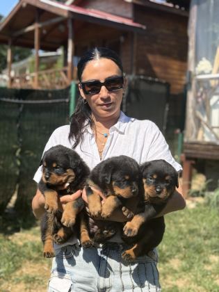 ROTTWEİLER FCI ŞECERELİ YAVRULAR