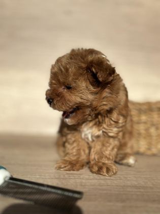 TİNY TEDDY FACE KORE MALTİPOO