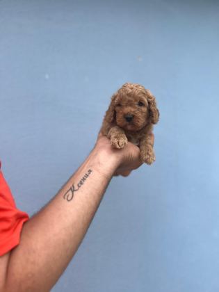 HER RENK MALTİPOO YAVRUMUZU CANLI GÖREBİLİRSİNİZ