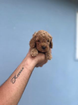 HER RENK MALTİPOO YAVRUMUZU CANLI GÖREBİLİRSİNİZ