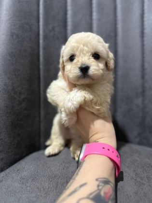 HER RENK MALTİPOO YAVRUMUZU CANLI GÖREBİLİRSİNİZ