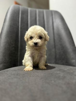 HER RENK MALTİPOO YAVRUMUZU CANLI GÖREBİLİRSİNİZ