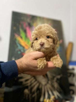 MALTİPOO KAPIDA ÖDEME VE KREDİ KARTI İMKâNI MEVCUTTUR