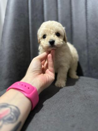 HER RENK MALTİPOO YAVRUMUZU CANLI GÖREBİLİRSİNİZ