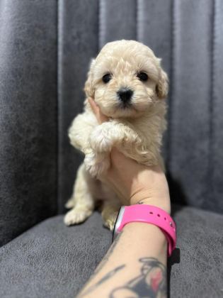 HER RENK MALTİPOO YAVRUMUZU CANLI GÖREBİLİRSİNİZ