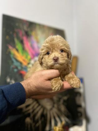 MALTİPOO KAPIDA ÖDEME VE KREDİ KARTI İMKâNI MEVCUTTUR