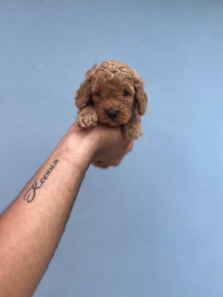 HER RENK MALTİPOO YAVRUMUZU CANLI GÖREBİLİRSİNİZ