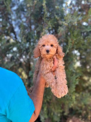 ORİJİNAL MALTİPOO YAVRULAR RANDEVU ALARAK BAKABİLİRSİNİZ