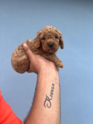 HER RENK MALTİPOO YAVRUMUZU CANLI GÖREBİLİRSİNİZ