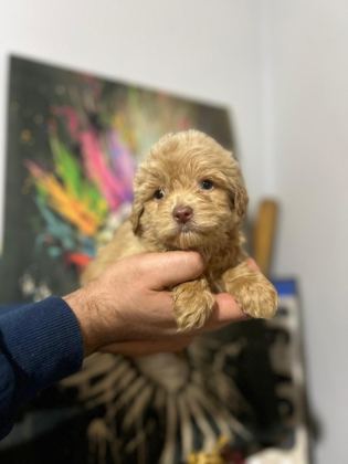 MALTİPOO KAPIDA ÖDEME VE KREDİ KARTI İMKâNI MEVCUTTUR