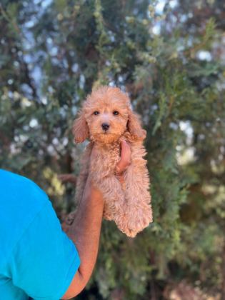 ORİJİNAL MALTİPOO YAVRULAR RANDEVU ALARAK BAKABİLİRSİNİZ