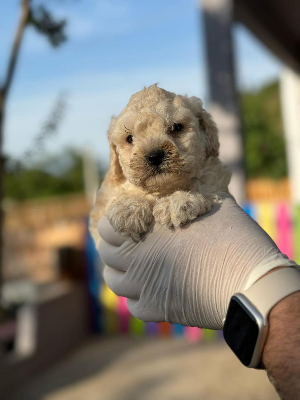 MALTİPOO KAPIDA ÖDEME VE KREDİ KARTI İMKâNI MEVCUTTUR