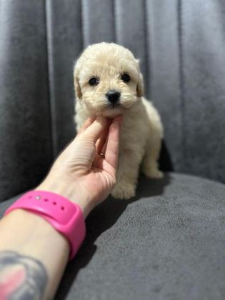 HER RENK MALTİPOO YAVRUMUZU CANLI GÖREBİLİRSİNİZ