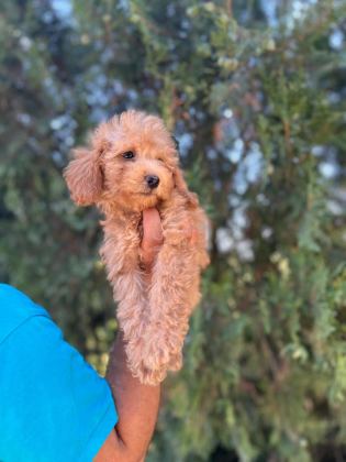 ORİJİNAL MALTİPOO YAVRULAR RANDEVU ALARAK BAKABİLİRSİNİZ
